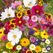 💝Mixed Perennial Flowers Seeds30- 60kinds mixed