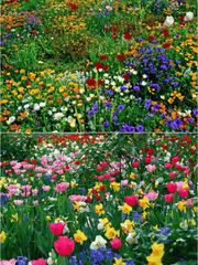 💝Mixed Perennial Flowers Seeds30- 60kinds mixed