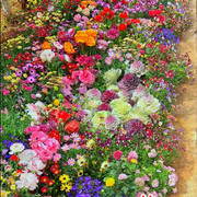 💝Mixed Perennial Flowers Seeds30- 60kinds mixed
