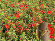 🐦"Hummingbird Carpet"🌸Epilobium garrettii – Rainbow Burst 🌈